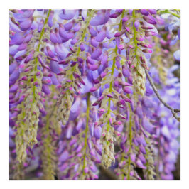 Póster Wisteria Violeta de árbol de flores moradas