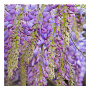 Póster Wisteria Violeta de árbol de flores moradas