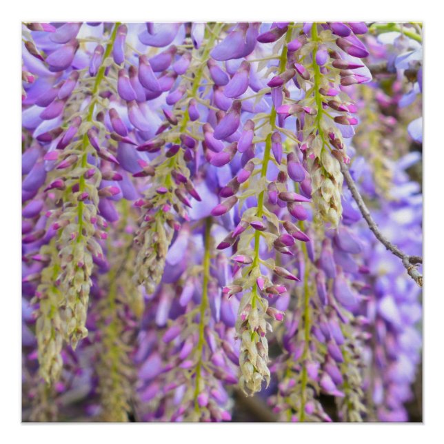 Póster Wisteria Violeta de árbol de flores moradas (Anverso)