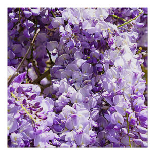 Póster Wisteria Violeta de árbol de flores moradas