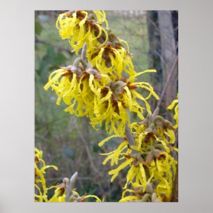 Póster Witch Hazel Blossom Poster