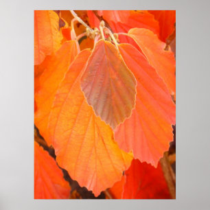 Póster Witch Hazel deja Poster