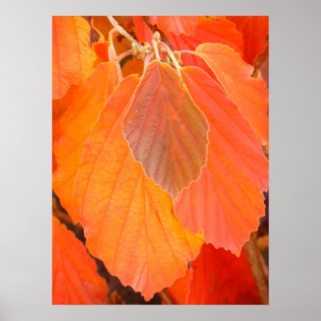 Póster Witch Hazel deja Poster (Frente)