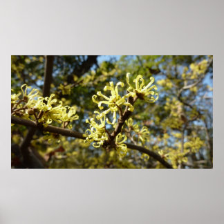 Póster Witch Hazel Flowers