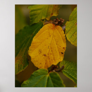 Póster Witch Hazel Poster