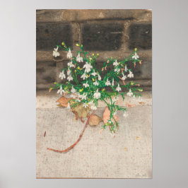 Póster With Lobelia Black Wall