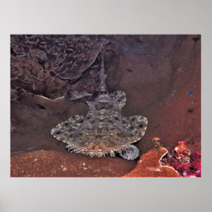 Póster Wobbegong