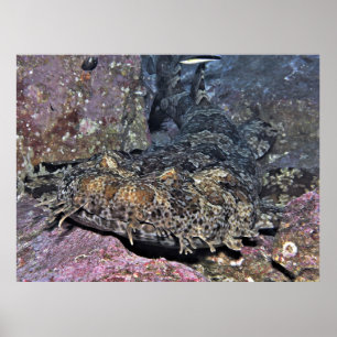 Póster Wobbegong Close