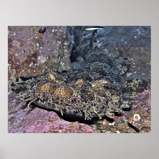 Póster Wobbegong Close (Frente)