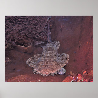 Póster Wobbegong de Raja Ampat