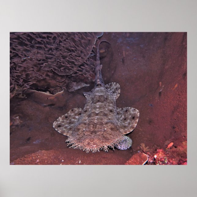 Póster Wobbegong de Raja Ampat (Frente)