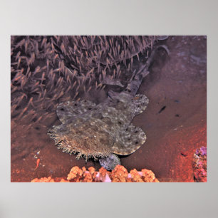 Póster Wobbegong en Raja Ampat