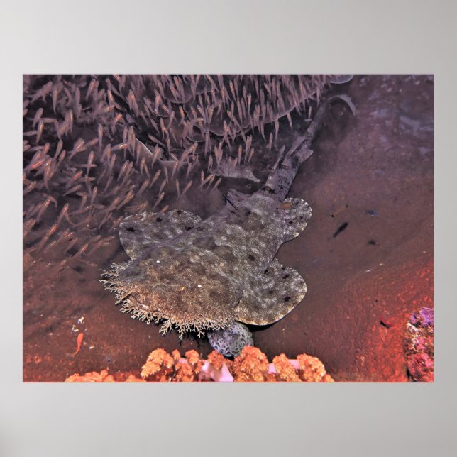 Póster Wobbegong en Raja Ampat (Frente)