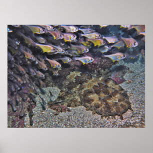 Póster Wobbegong y Sweepers