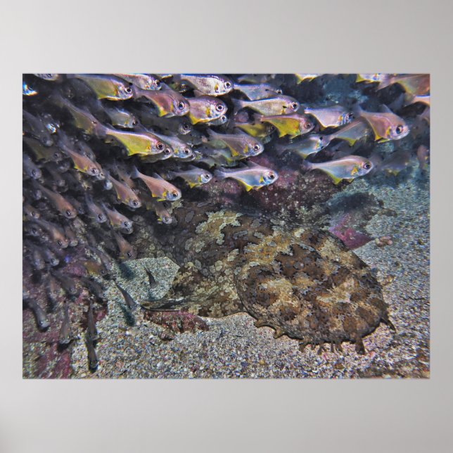 Póster Wobbegong y Sweepers (Frente)