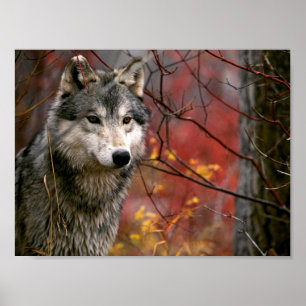 Póster Wolf