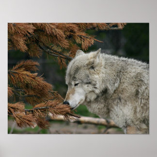 Póster Wolf