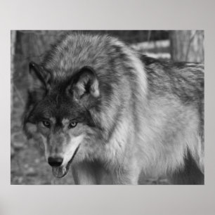 Póster Wolf