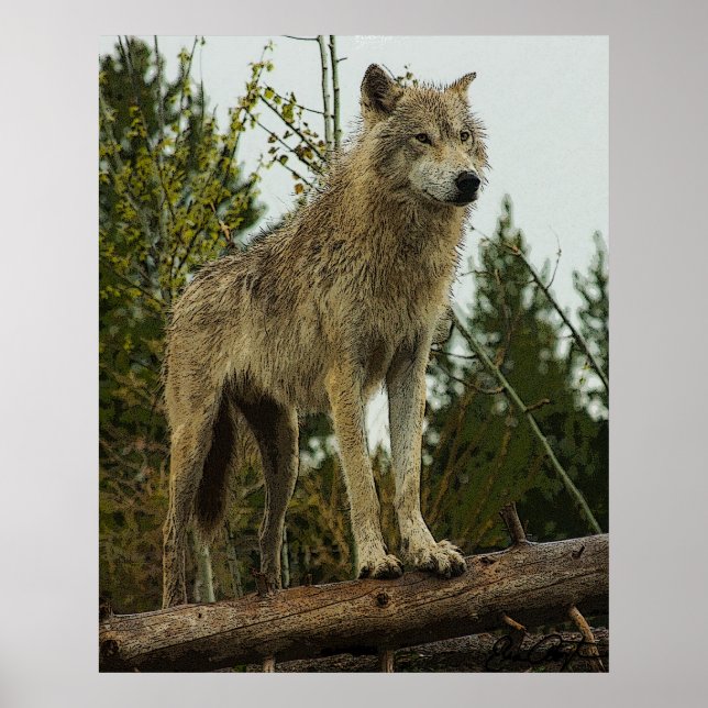 Póster Wolf (Frente)