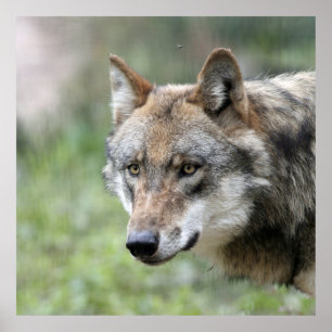 Póster Wolf 001