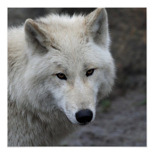 Póster Wolf_015 (Anverso)