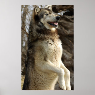 Póster Wolf Beggin