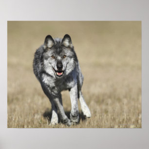 Póster Wolf (Canis Lupus) Corriendo Hacia La Cámara