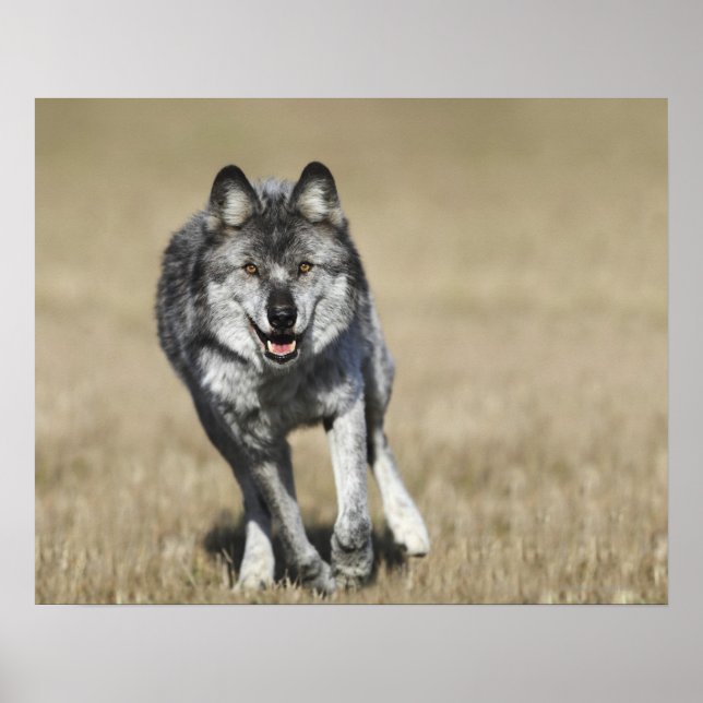Póster Wolf (Canis Lupus) Corriendo Hacia La Cámara (Frente)