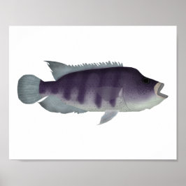 Póster Wolf Cichlid