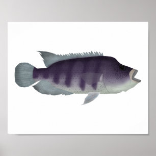 Póster Wolf Cichlid