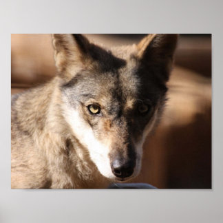 Póster Wolf Cub