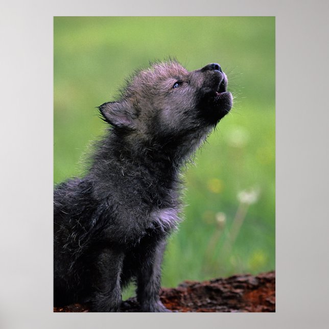 Póster Wolf Cub Howling (Frente)