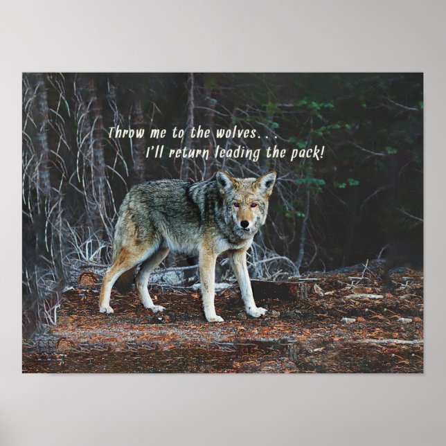 Póster Wolf en el paquete líder de los bosques sobre los  (Frente)
