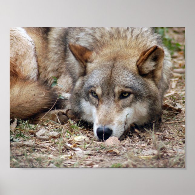 Póster Wolf Framed Print (Frente)