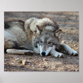 Póster Wolf Framed Print