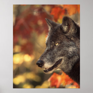 Póster Wolf in Autumn