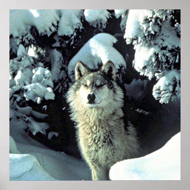 Póster Wolf In The Snow (Frente)