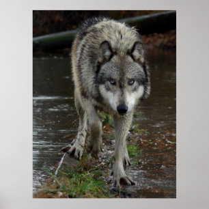 Póster Wolf On the Prowl