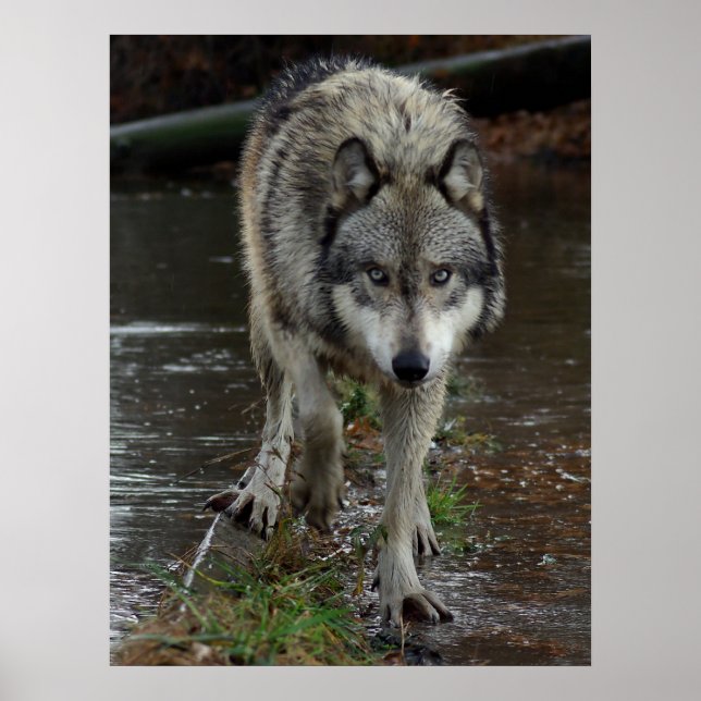 Póster Wolf On the Prowl (Frente)