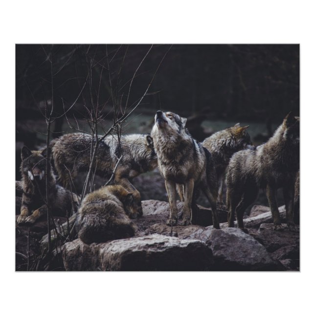Póster Wolf Pack (Anverso)