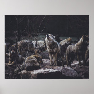 Póster Wolf Pack