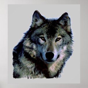 Póster Wolf Portrait Poster
