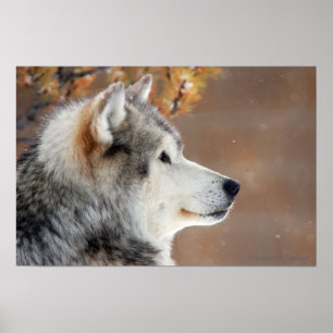 Póster Wolf Portrait Poster
