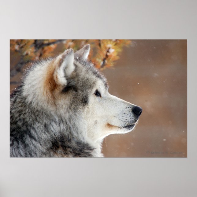 Póster Wolf Portrait Poster (Frente)