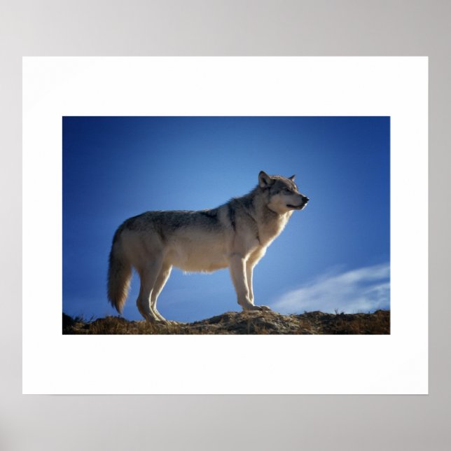 Póster Wolf Poster (Frente)