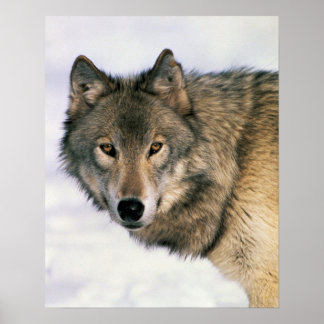 Póster Wolf Poster