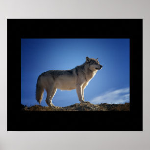 Póster Wolf Poster
