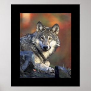 Póster Wolf Poster
