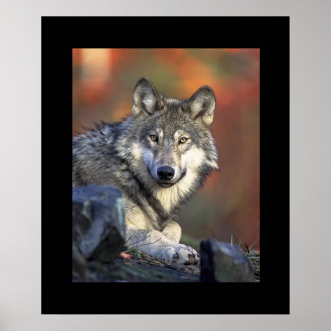 Póster Wolf Poster (Frente)