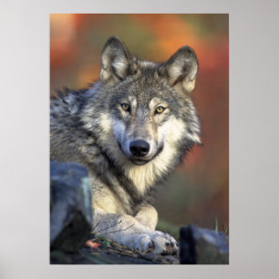 Póster Wolf Poster